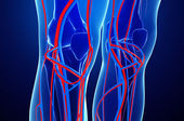 Dor, incha&ccedil;o ou varizes? Descubra quando a ecografia vascular pode fazer a diferen&ccedil;a