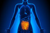 Zonulina intestinal: o que &eacute; e para que serve?