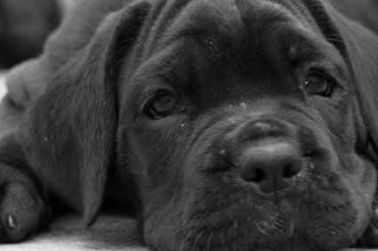 A ciência por trás do vínculo com animais