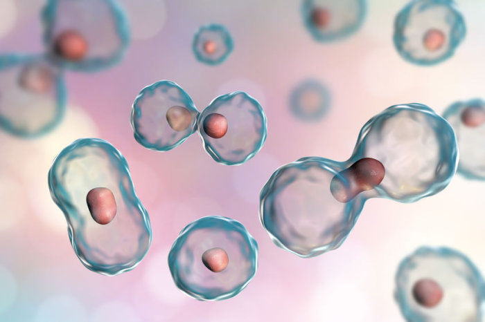 C&eacute;lulas-tronco: conceito, tipos, uso na Medicina e quest&otilde;es &eacute;ticas