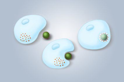 Diferen&ccedil;as entre inflama&ccedil;&atilde;o e infec&ccedil;&atilde;o