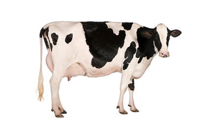 Doen&ccedil;a da vaca louca em humanos