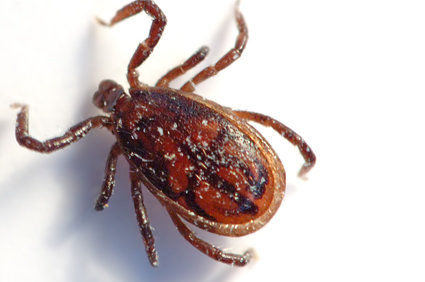 Doença de Lyme - doença transmitida por carrapato