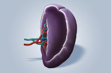 Esplenectomia: quando precisa ser feita?