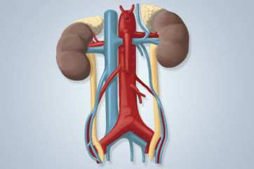 Insuficiência renal aguda: como ela é?