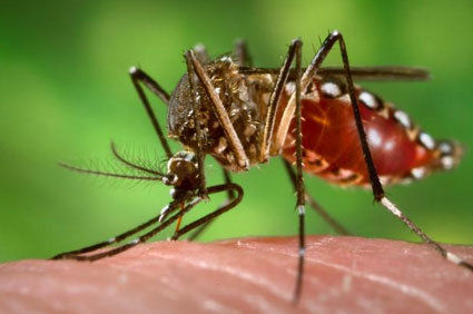 Saiba mais sobre a febre amarela