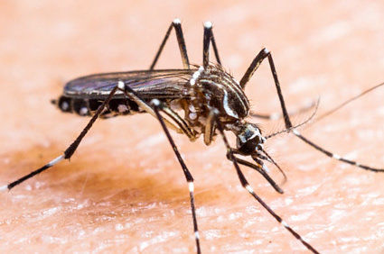 Zika v&iacute;rus: o novo v&iacute;rus que chegou ao Brasil